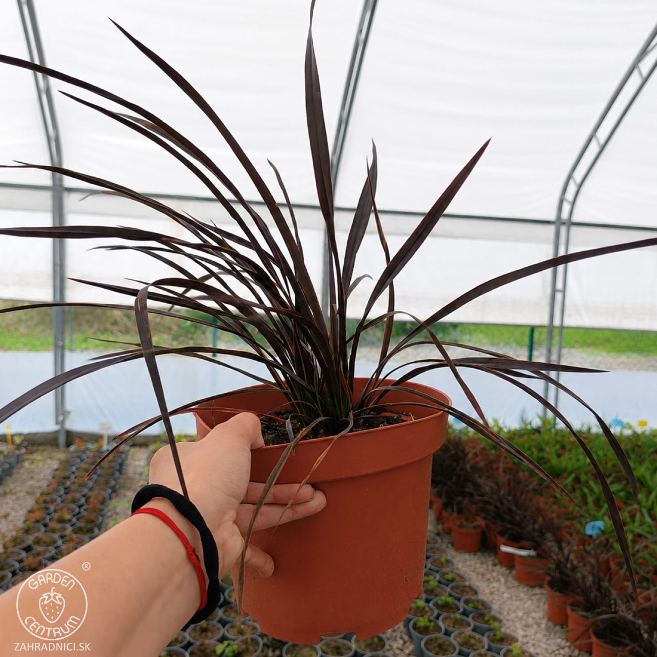 Obrázok Ľanovník novozélandský (Phormium Tenax) ‘PLATT'S BLACK’ - výška 30-40 cm, kont. C3L